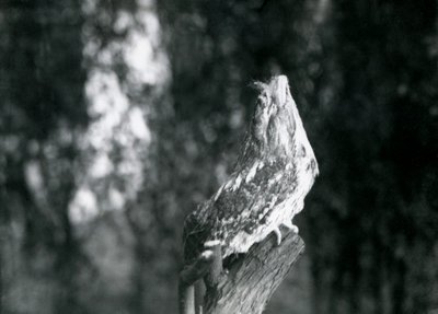 The cryptic plumage and resting pose of a Tawny Frogmouth camouflages it on a branch at London Zoo, December 1921 by Frederick William Bond